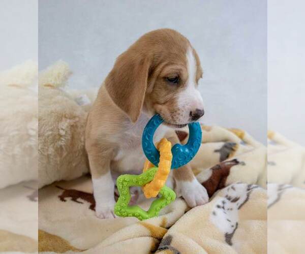 Medium Photo #2 Mutt Puppy For Sale in Kennesaw, GA, USA