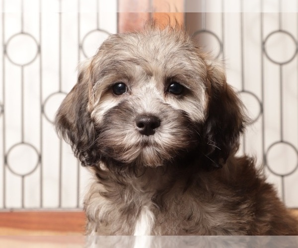 Medium Photo #2 ShihPoo Puppy For Sale in NAPLES, FL, USA
