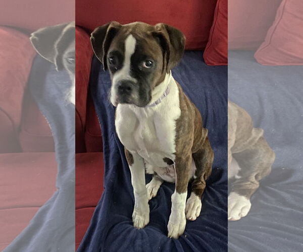Medium Photo #4 Boxer Puppy For Sale in McDonough, GA, USA