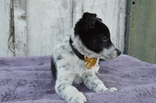 Medium Photo #3 Australian Cattle Dog Puppy For Sale in HONEY BROOK, PA, USA