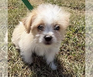 Shih Tzu-Unknown Mix Dogs for adoption in Spring Lake, NC, USA