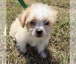 Kenny - Male Shih Tzu-Unknown Mix Dog for Adoption - Small photo