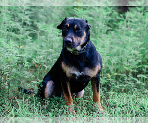 Father of the Beagle-Mutt Mix puppies born on 06/05/2026