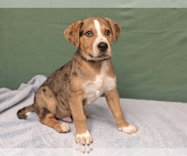 Medium Photo #1 Catahoula Leopard Dog-Labrador Retriever Mix Puppy For Sale in Royal Palm Beach, FL, USA