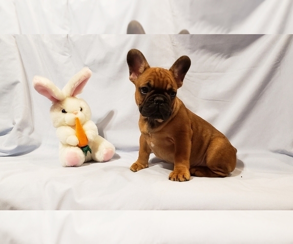 Medium Photo #8 French Bulldog Puppy For Sale in ADRIAN, MI, USA