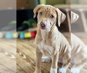 Catahoula Leopard Dog-Labrador Retriever Mix Puppy for Sale in GRISWOLD, Connecticut USA