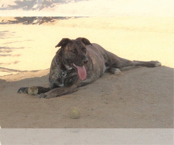 Medium Photo #11 Mastiff-Unknown Mix Puppy For Sale in Apple Valley, CA, USA