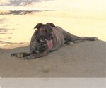 Small #10 Mastiff Mix