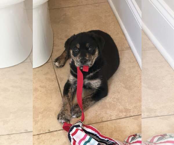Medium Photo #4 Rottweiler-Unknown Mix Puppy For Sale in Mount Pleasant, SC, USA
