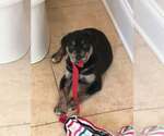 Small #3 Rottweiler Mix