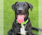 Small #1 Labrador Retriever Mix