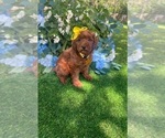 Image preview for Ad Listing. Nickname: Sophie micro