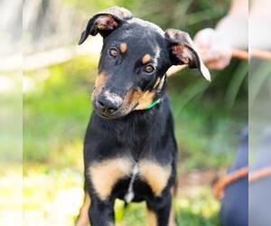 Rotterman Dogs for adoption in Camarillo, CA, USA