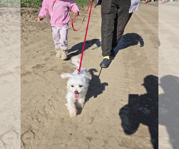 Medium Photo #3 Maltese-Unknown Mix Puppy For Sale in Davis, CA, USA