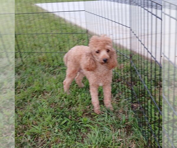 Medium Photo #1 Poodle (Miniature) Puppy For Sale in GORDONVILLE, PA, USA