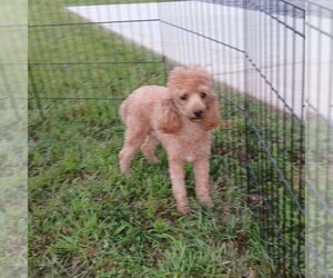 Mother of the Poodle (Miniature) puppies born on 05/21/2025