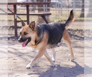German Shepherd Dog-Unknown Mix Dogs for adoption in Waco, TX, USA