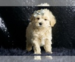 Small #1 Maltipoo