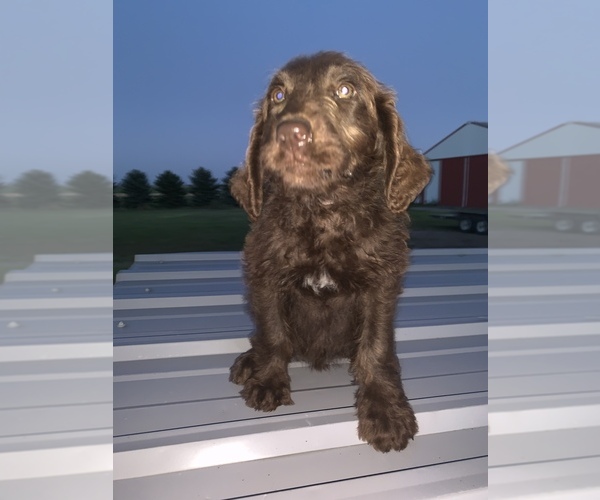Medium Photo #11 Labradoodle Puppy For Sale in BUXTON, ND, USA
