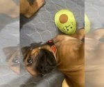 Puppy Ash Rhodesian Ridgeback