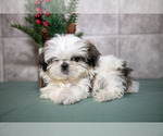 Small Photo #15 Shih Tzu Puppy For Sale in CLARE, MI, USA