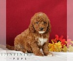 Small #3 Goldendoodle