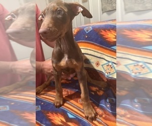Medium Doberman Pinscher