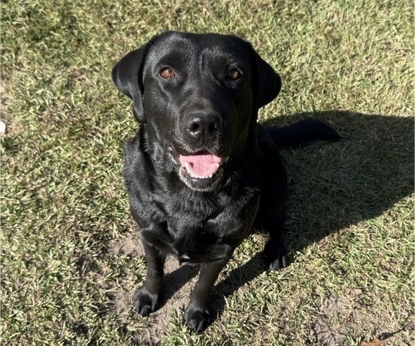 Medium Photo #1 Labrador Retriever Puppy For Sale in LELAND, NC, USA
