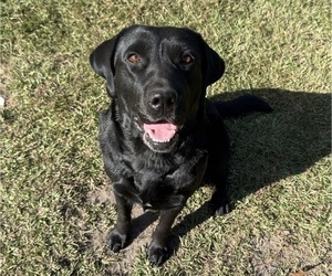 Mother of the Labrador Retriever puppies born on 12/10/2025