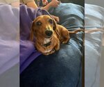 Small Photo #5 Dachshund Puppy For Sale in Sioux Falls, SD, USA