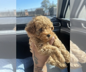 Poodle (Toy) Puppy for sale in SACRAMENTO, CA, USA