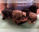 Small #10 Shih Apso