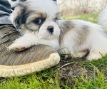 Puppy Branch Shih Tzu