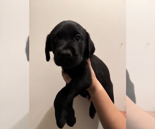 Medium Photo #3 Labrador Retriever Puppy For Sale in OXFORD, AL, USA