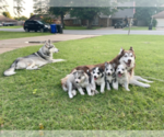Small Photo #1 Siberian Husky Puppy For Sale in BRKN ARW, OK, USA