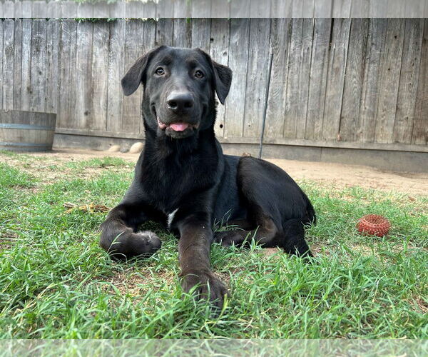 Medium Photo #4 Labrador Retriever Puppy For Sale in Clovis, CA, USA
