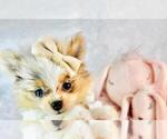 Small #6 Pomeranian