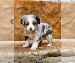 Miniature Australian Shepherd Puppy for sale in WESLEY CHAPEL, FL, USA