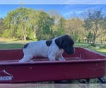 Small #3 German Shorthaired Pointer