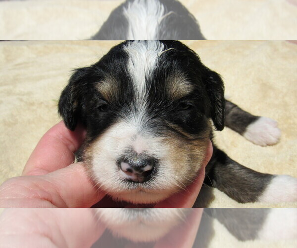 Medium Photo #3 Bernedoodle Puppy For Sale in BIG ROCK, IL, USA