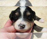 Small #2 Bernedoodle