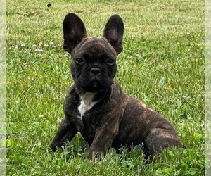 French Bulldog Puppy for sale in SPARTANBURG, SC, USA