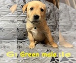 Puppy Green Golden Labrador