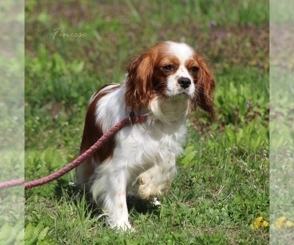 Medium Photo #1 Cavalier King Charles Spaniel Puppy For Sale in BLUFORD, IL, USA