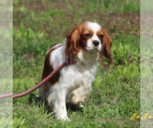 Mother of the Cavalier King Charles Spaniel puppies born on 02/23/2022