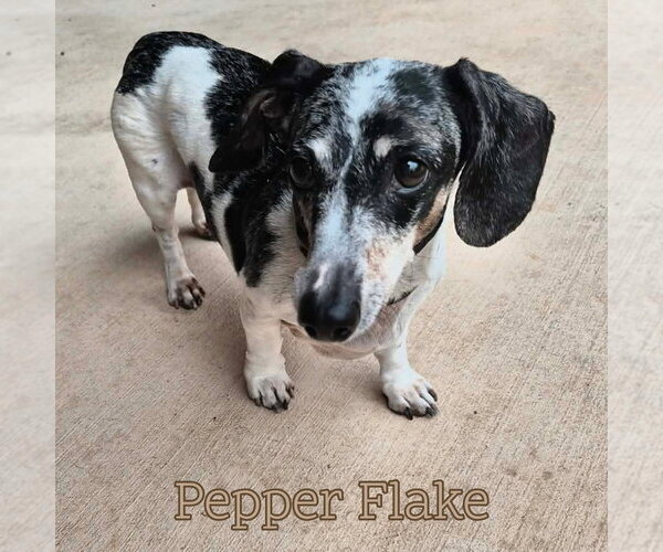 Medium Photo #16 Dachshund Puppy For Sale in San Antonio, TX, USA
