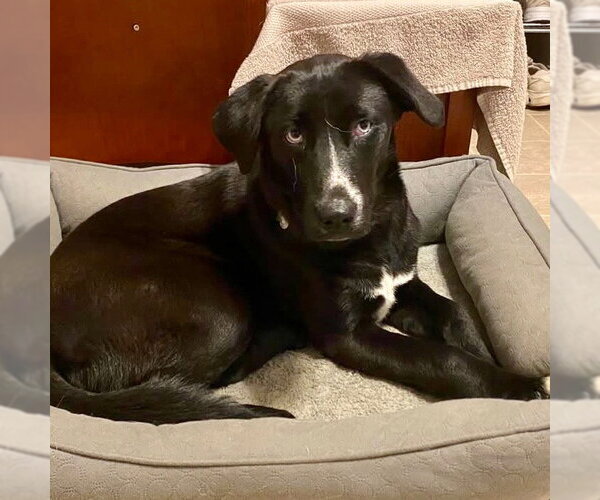 Medium Photo #9 Retriever -Unknown Mix Puppy For Sale in Canton, CT, USA