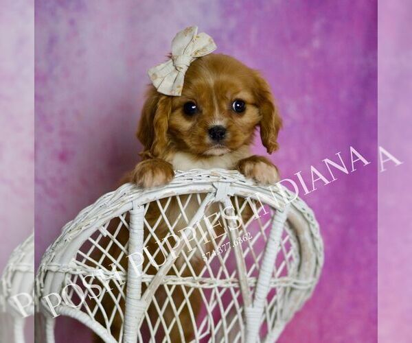 Medium Photo #39 Cavalier King Charles Spaniel Puppy For Sale in WARSAW, IN, USA