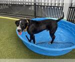 Small #2 Labrador Retriever Mix