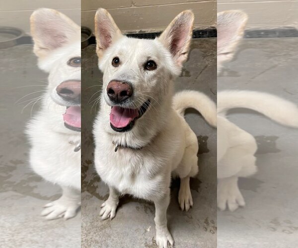 Medium Photo #13 German Shepherd Dog Puppy For Sale in Lewistown, PA, USA